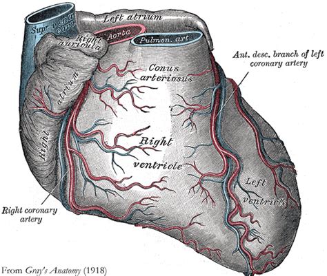 FAQs about Hybrid Coronary Revascularization for Heart Disease ...