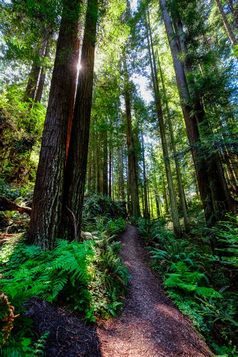 Redwood Forest Path in California | A wonderful path through… | Flickr