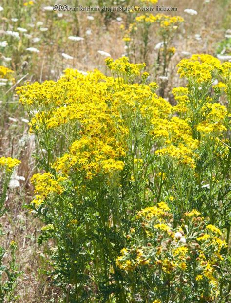 Tansy Ragwort - Bonide