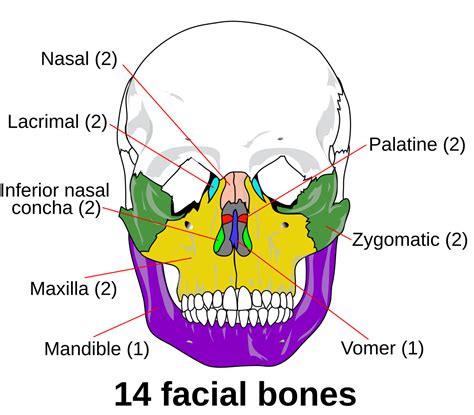 Identify All Indicated Bones In The Diagram Of The Articulated Skeleton