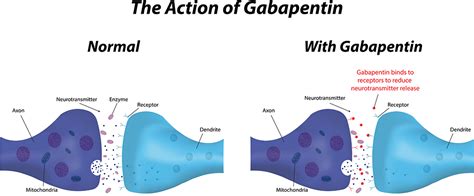 Gabapentin - Prescription Drug Facts | Sprout Health Group