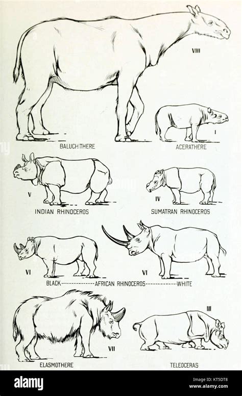 Rhino size comparison Stock Photo - Alamy