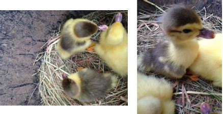 muscovy duckling colors :) | Muscovy duck, Muscovy ducklings, Duck