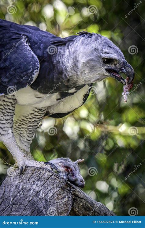 Harpy Eagle Raptor Feeding stock photo. Image of large - 156502824