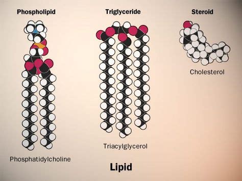 Biology Lipids (With images) | Biochemistry, Science biology, Macromolecules biology