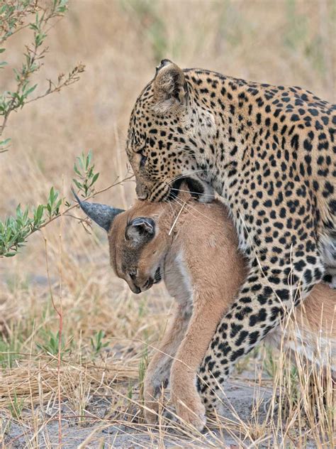 loepard hunt linx