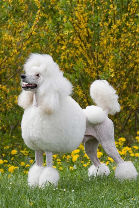 Poodle Dog Breed » Information, Pictures, & More