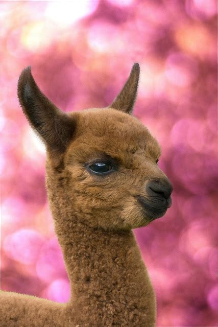 Free photo: Alpaca, Alpaca Foals, Animals - Free Image on Pixabay - 1187664