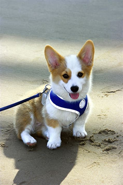 Corgi Puppies | Corgi Puppy Breed Facts & How To Get a Puppy