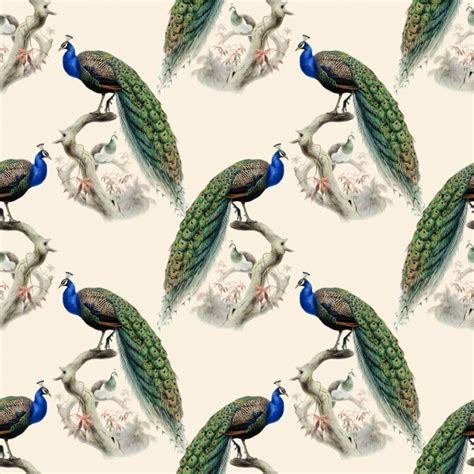 Peacock Background Vintage Free Stock Photo - Public Domain Pictures