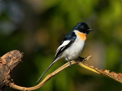 Birdwatching |The Serai | Bandipur Tiger Reserve And National Park