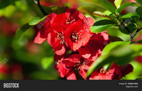 Japanese Quince. Red Image & Photo (Free Trial) | Bigstock