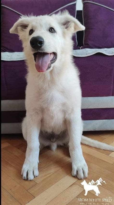 White Swiss Shepherd puppies