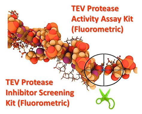 Market’s First and Only TEV Protease Inhibitor Screening Kit (Fluorometric)!!! -- BioVision Inc ...