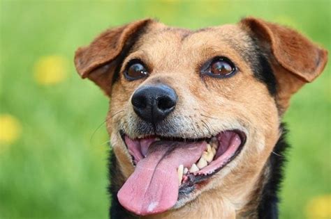 Are Mixed Breed Dogs Healthier Than Pure Breeds