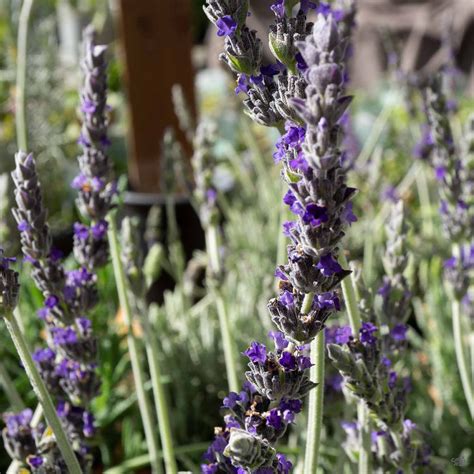 Lavender 'Goodwin Creek' — Green Acres Nursery & Supply