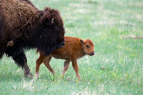 Baby Bison Calves! – Wild Idea Buffalo