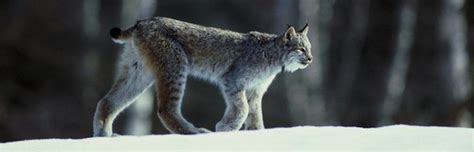 Lynx Habitat and Distribution - Feline Facts and Information