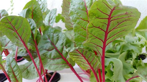 Unleashing the Power of Indoor Hydroponic Vegetable Gardening: A Step-by-Step Guide - Gardening ...