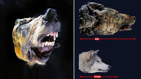 30,000-Year-Old Head of Pleistocene Wolf Found in Siberian Permafrost