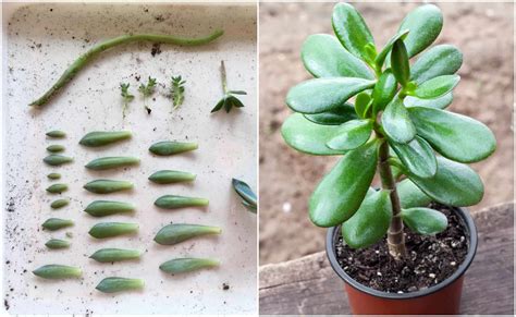 3 Ways To Propagate Succulents From Leaf, Stem Or Branch Cuttings