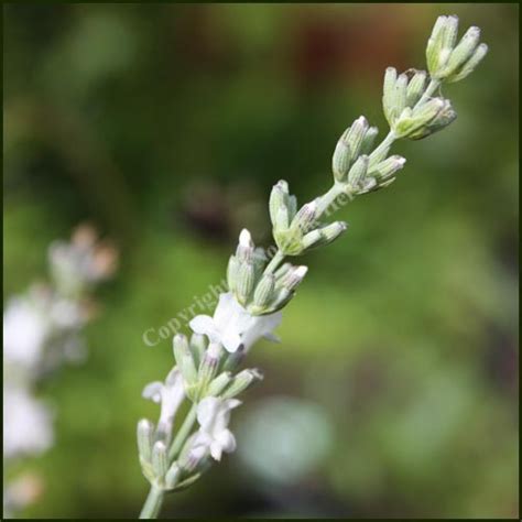 Buy Lavender, Edelweiss - Lavandula x intermedia 'Edelweiss' from ...