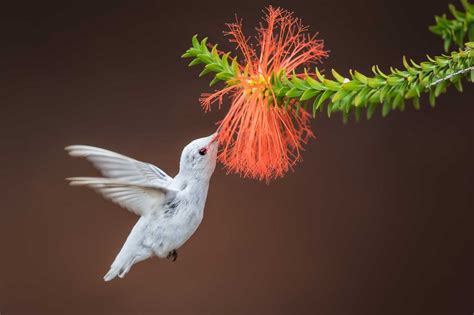 Rare albino hummingbird recorded on video in Alabama