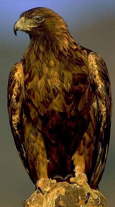 Eagles - Regal Birds of Prey | Animal Pictures and Facts | FactZoo.com