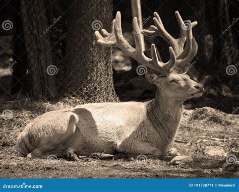 Seneca white deer stock image. Image of army, former - 191738771