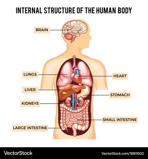 Picture Of Body Organs Of The Human Body - PictureMeta