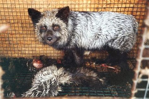 The Fur Industry: Animals Used for Their Skins | PETA