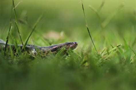 Slithering snake stock photo. Image of grass, animal - 22238186