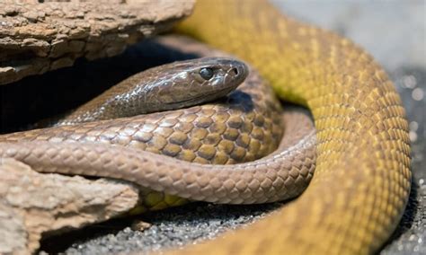 Coastal Taipan Bite: Why it has Enough Venom to Kill 56 Humans & How to ...