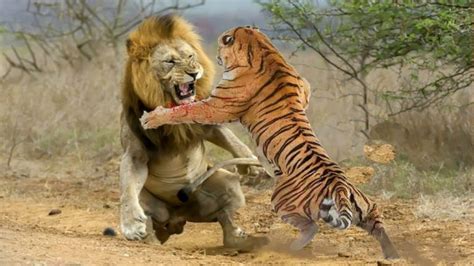 Fight between Mammals: Who would Win? - Animal Hype