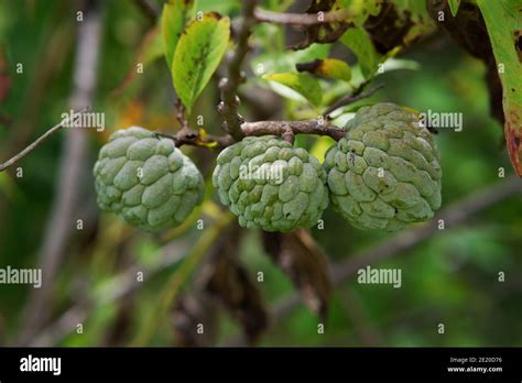 sugar apple tree Stock Photo - Alamy