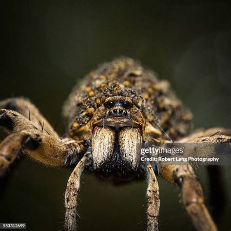 282 Wolf Spider Eyes Stock Photos, High-Res Pictures, and Images - Getty Images