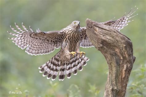 Incoming...... - a juvenile northern goshawk (wild animal) moments before landing.... You have ...