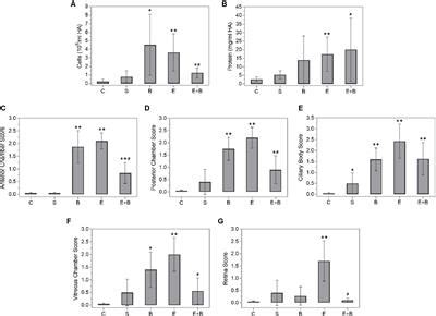 Frontiers | Bevacizumab Diminishes Inflammation in an Acute Endotoxin-Induced Uveitis Model