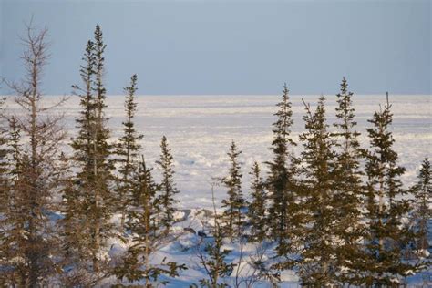 Northern Lights and Winter in Churchill Canada | Polar Bears International