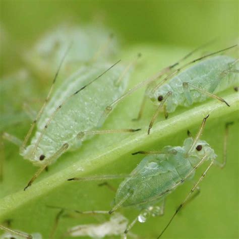 Aphid - how to treat against aphids for plants and rose trees, all natural