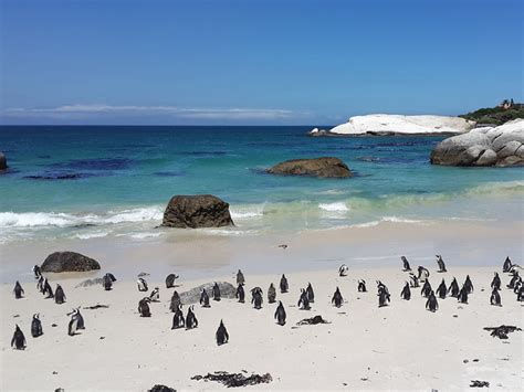 Penguin Habitat: Where Do These Amazing Birds Live? - BioExpedition