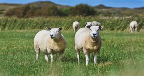 Texel Sheep Breed Information, History & Facts - RaisingSheep.net