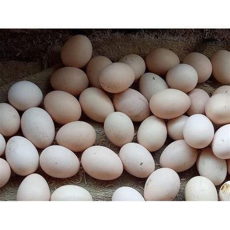 Kadaknath Chicken Eggs, Packaging Type: Box , For Household at Rs 40/piece in Yamuna Nagar