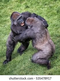 Gorillas Fighting Other Animals