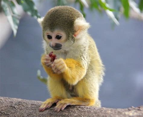 Baby Squirrel Monkey | Squirrel monkey, Baby animals pictures, Pet monkey