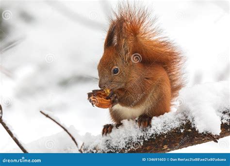 Eurasian Red Squirrel Sciurus Vulgaris Eating Nut while Sitting on ...