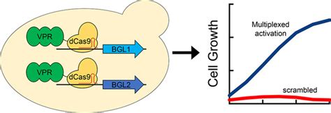 Multiplexed CRISPR Activation of Cryptic Sugar Metabolism Enables Yarrowia Lipolytica Growth on ...