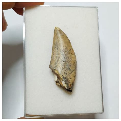 Top Rare Eocarcharia dinops Dinosaur Tooth - Cretaceous - Catawiki