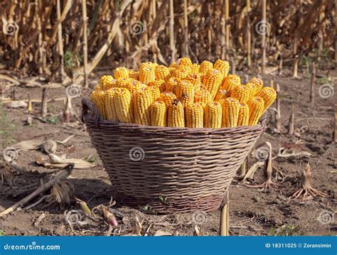 Corn Harvest Royalty Free Stock Photo - Image: 18311025