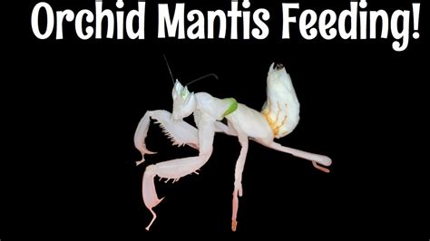 Orchid Mantis Feeding! - YouTube